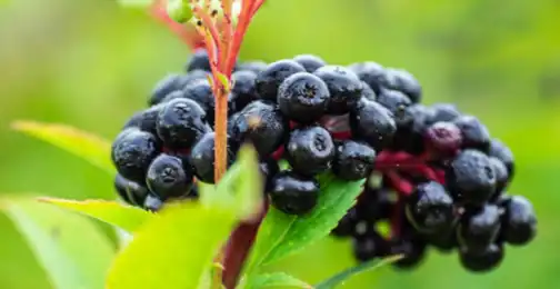How Elderberry Extract Powder Boosts Your Immune System